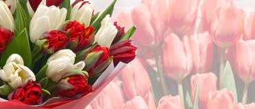 Яркие и нежные тюльпаны